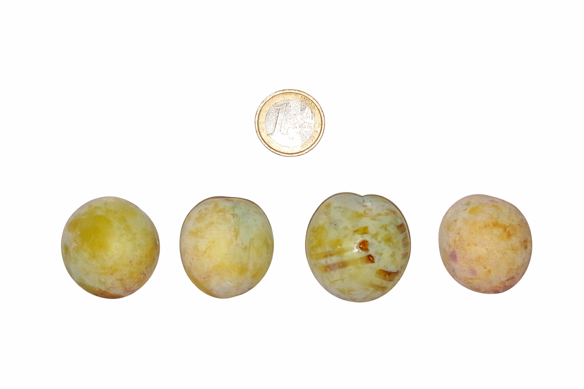Quatre mirabelles de la variété Badoual aux reflets jaunes et rosés, alignées sous une pièce de 1 euro pour illustrer leur calibre et leur grosseur à maturité