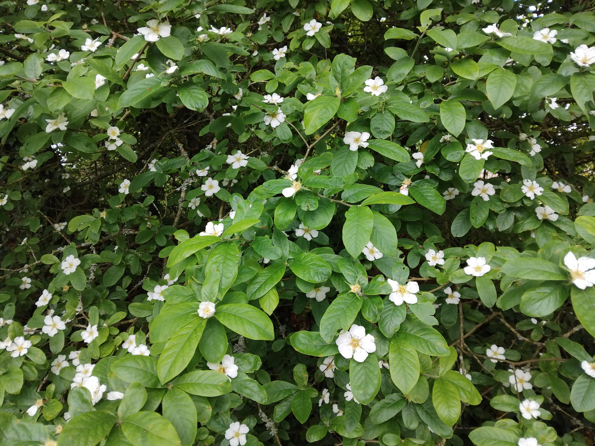 Gros plan sur un néflier commun (Mespilus germanica) en pleine floraison. Le feuillage est dense, composé de grandes feuilles ovales d'un vert vif et aux nervures marquées. De nombreuses fleurs blanches solitaires, dotées de cinq pétales arrondis et d'un cœur d'étamines jaunâtres, sont parsemées sur l'arbuste.