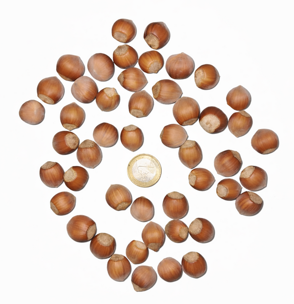 Récolte au verger penty fruits de noisettes Cosford (Corylus avellana) à la coque fine et allongée, disposées autour d'une pièce de 1 euro pour illustrer leur gros calibre