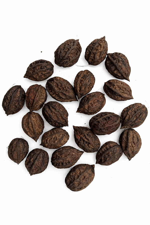 Récolte au verger penty fruits de noix du Japon (Juglans ailantifolia) en coques, montrant leur forme cordiforme allongée, leur texture rugueuse et leurs pointes caractéristiques