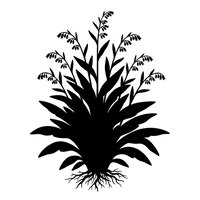 Silhouette noire d'une consoude, Symphytum, illustrant la forme adulte de cette espèce
