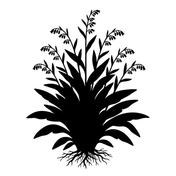 Silhouette noire d'une consoude, Symphytum, illustrant la forme adulte de cette espèce