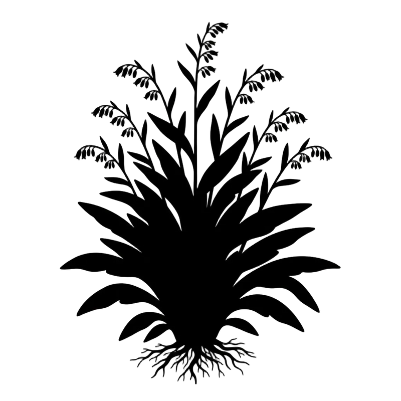 Silhouette noire d'une consoude, Symphytum, illustrant la forme adulte de cette espèce