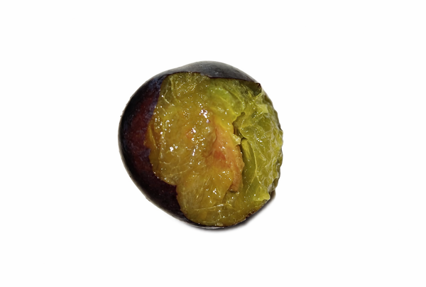 Vue rapprochée d'une prune Quetsche (Prunus domestica) ouverte en deux, montrant sa peau violet foncé caractéristique et sa chair ferme de couleur jaune-vert translucide