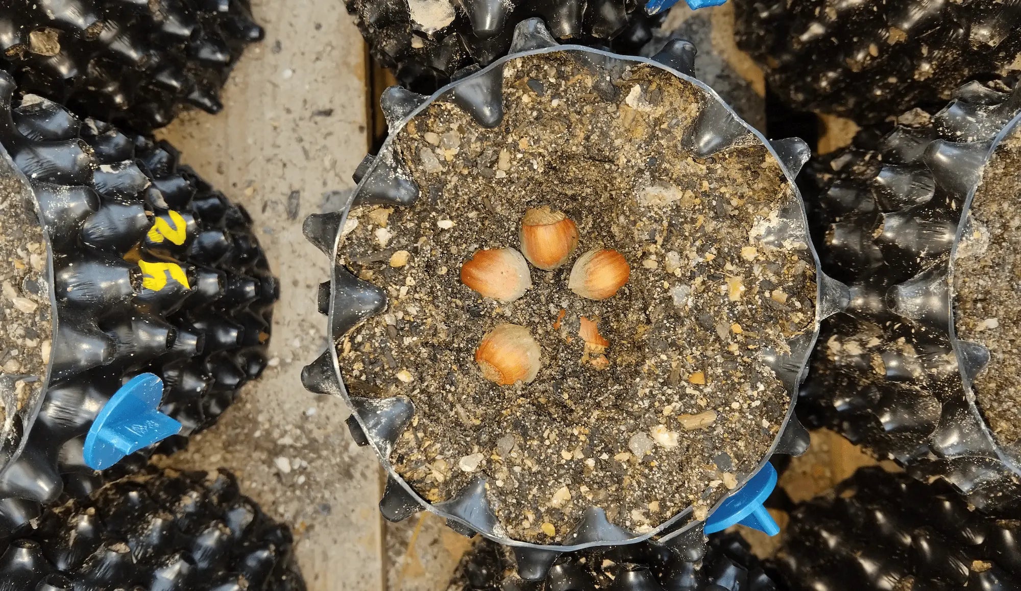 Semis de noisettes en pot anti-chignon pour la production de jeunes noisetiers a la pépinière penty fruits