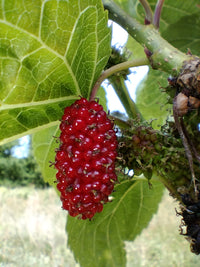 Gros plan sur une mûre de couleur rose virant au rouge en cours de maturation sur un rameaux de morus lebanese heart