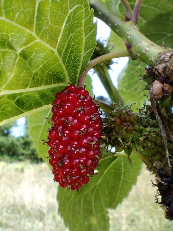 Gros plan sur une mûre de couleur rose virant au rouge en cours de maturation sur un rameaux de morus lebanese heart